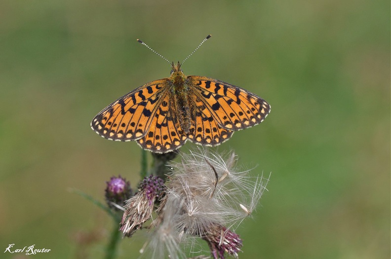 Braunfleckiger Perlmutterfalter (Boloria selene)